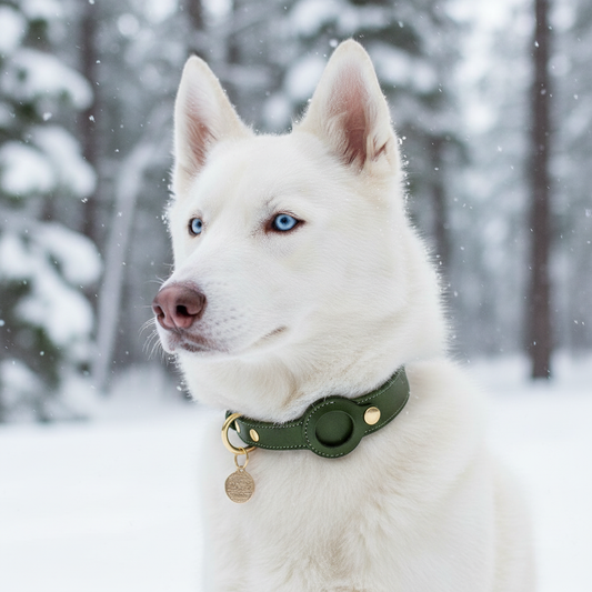 Green leather Guardian AirTag collar on a White Husky